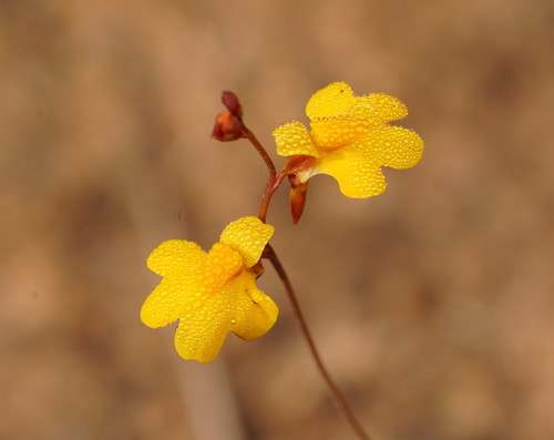 How to identify Utricularia chrysantha R.Br.