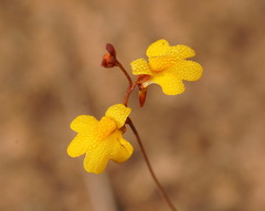 Utricularia chrysantha