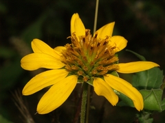 Tetragonotheca texana