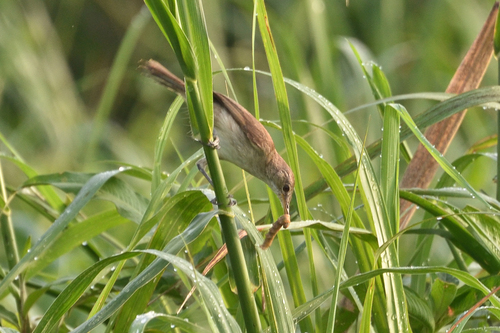 iNaturalist image