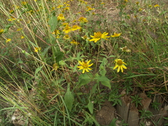 Tetragonotheca texana