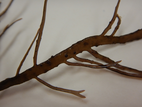 Gracilaria tikvahiae observed 2019-08-30