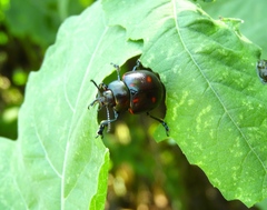 Leptinotarsa behrensi