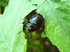 Leptinotarsa behrensi