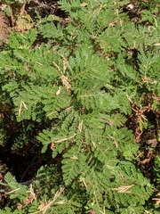 Chamaebatia foliolosa