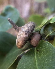 Heteroecus sanctaeclarae