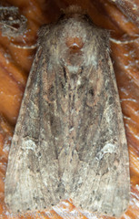 Helotropha reniformis