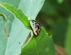 Zygogramma malvae