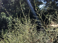 Ceanothus foliosus foliosus