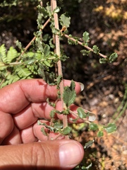 Ceanothus foliosus foliosus