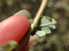Ceanothus foliosus foliosus