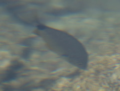 Diplodus annularis