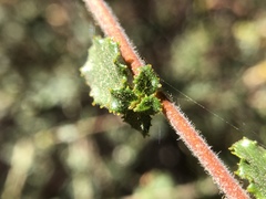 Ceanothus foliosus foliosus