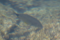 Diplodus annularis