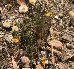 Erigeron reductus angustatus