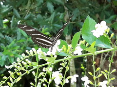 Heliconius charithonia tuckeri