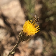 Erigeron reductus angustatus