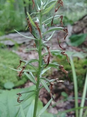 Platanthera