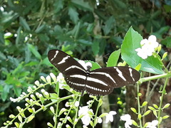 Heliconius charithonia tuckeri