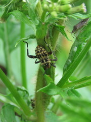 Camptischium