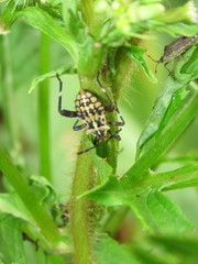 Camptischium