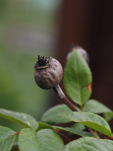Pilze & Flechten