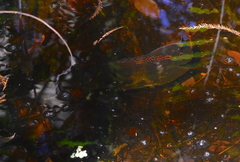 Astronotus ocellatus