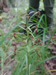 Platanthera
