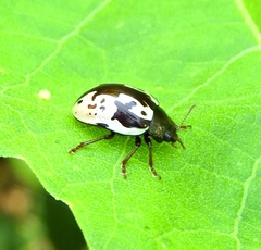 Calligrapha intermedia