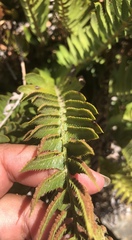 Polystichum imbricans