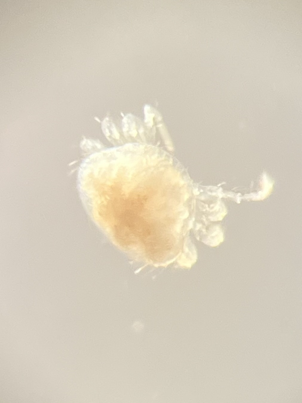 Micromegistus bakeri