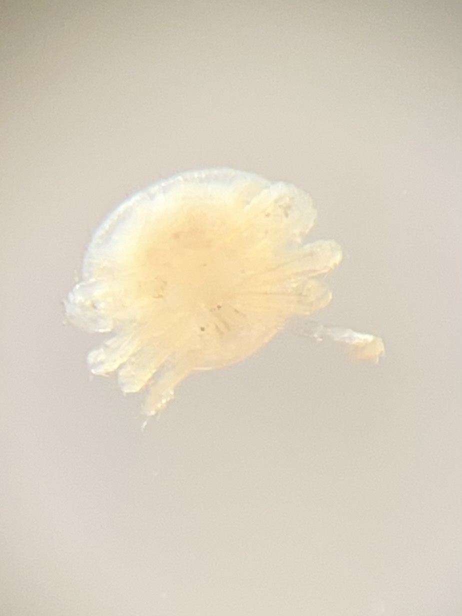 Micromegistus bakeri