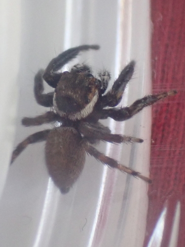 Mediterranean white-banded spider, Cadereau, Nîmes, France, photo 10 of 10