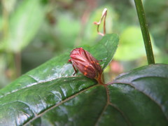 Mahanarva dabliosignata