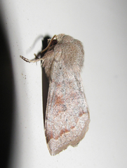 Orthosia hibisci
