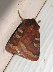 Cerastis tenebrifera