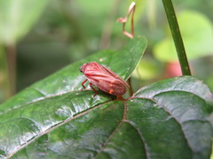 Mahanarva dabliosignata