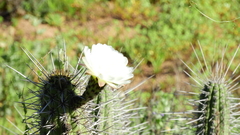 Trichocereus