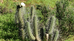 Trichocereus