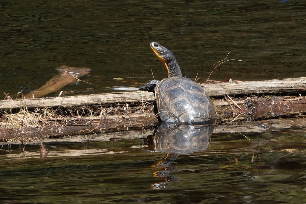 Blanding's Turtle