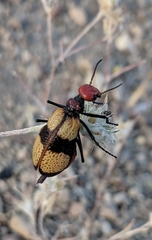 Tegrodera latecincta