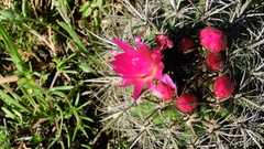 Eriosyce nigrihorrida