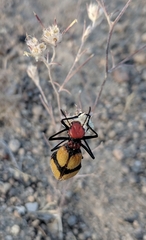 Tegrodera latecincta