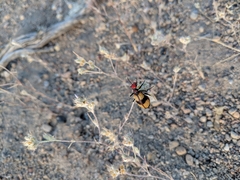 Tegrodera latecincta