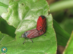 Mahanarva rubripennis