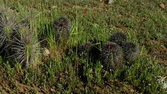 Eriosyce nigrihorrida