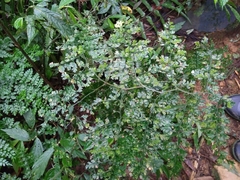 Dryopteris diffracta