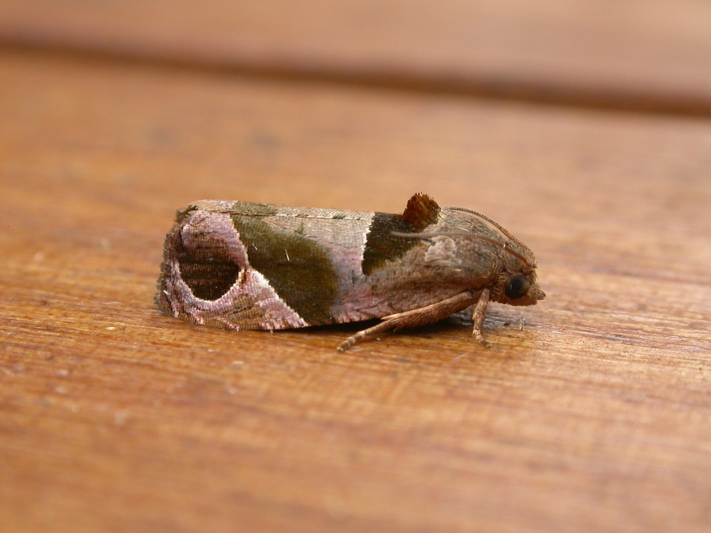Sorolopha cyclotoma
