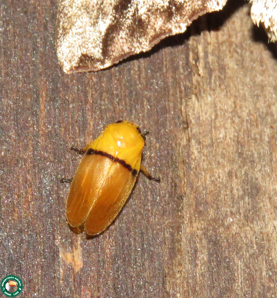 Monecphora cingulata