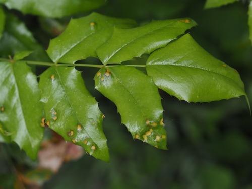 Mahonien-Rost